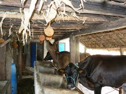 cow farm nepal