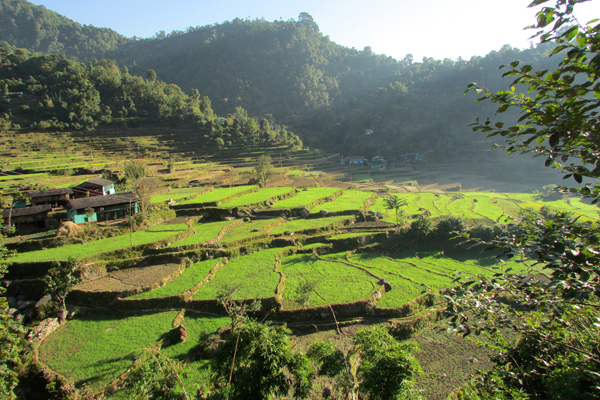 baglung_Nepal_wheat_field_green