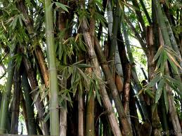 bamboo nepal