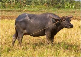 buffalo nepal