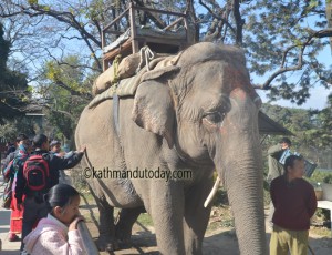Elephant-@-Jawalakhel