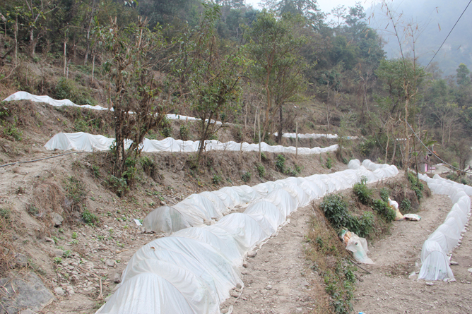 Rn-Gorkha-Tunnel -Vegetable plan