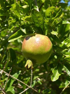 pomegranate-tree-leaves