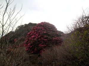 RT-Baglung-laliguras