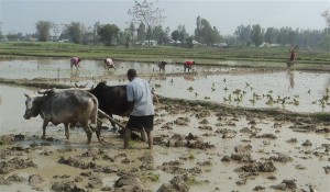 YA-Jhapa-Ropai