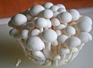 mushrooms-Chyau