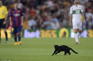 cat
