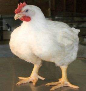 cock