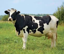cow