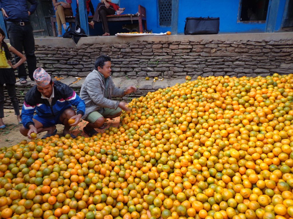 SG_Myagdi Orange Collection