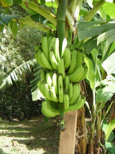banana-tree
