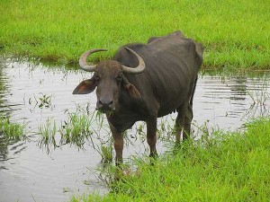 bhaisi