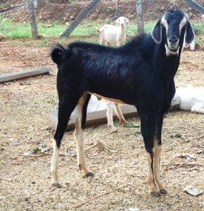 goat1