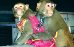 monkey bihe