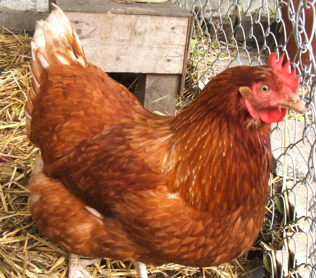 Kukhura