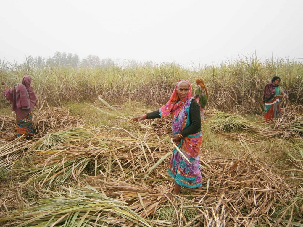 PS-Parsi-Sugar Cane