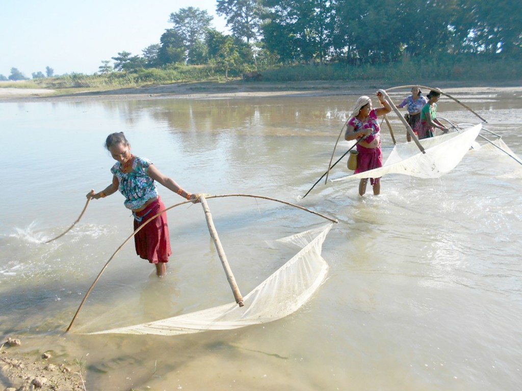 RP-Kanchanpur-machha mardai