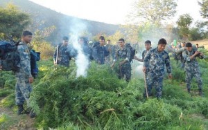 gaja-kheti